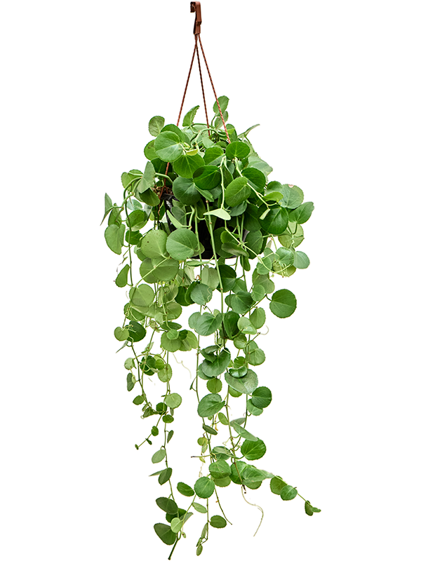 
                  
                    Cissus rotundifolia
                  
                