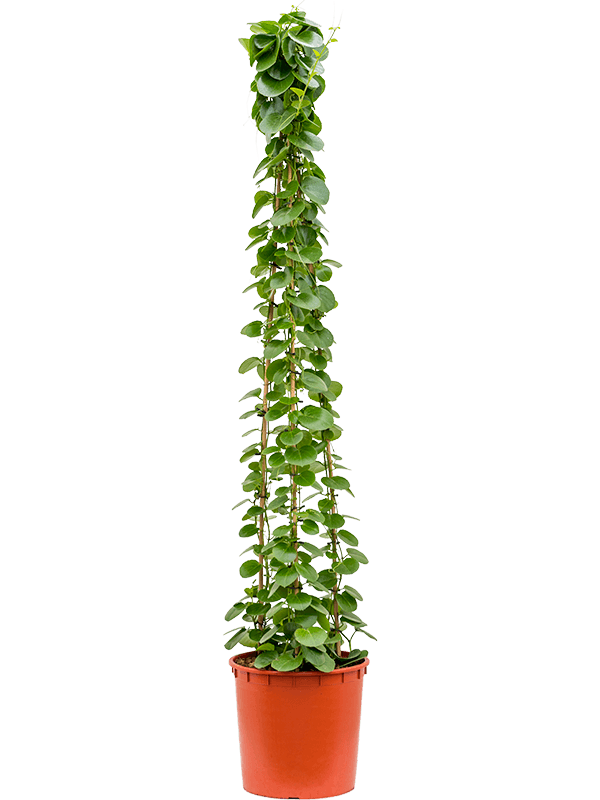 
                  
                    Cissus rotundifolia
                  
                