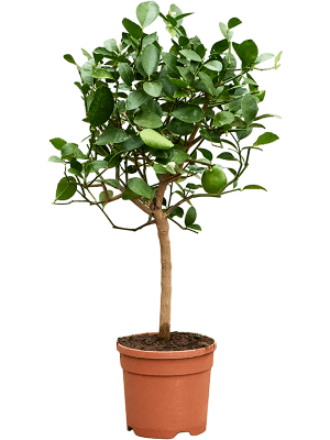 
                  
                    Citronnier Limier Citrus aurantifolia
                  
                