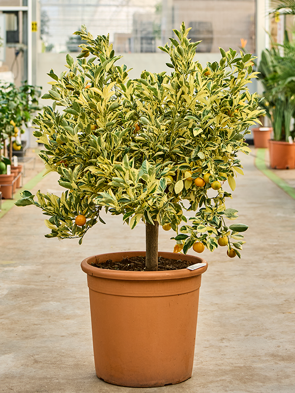Citrus (Citrofortunella) Calamondin Variegata