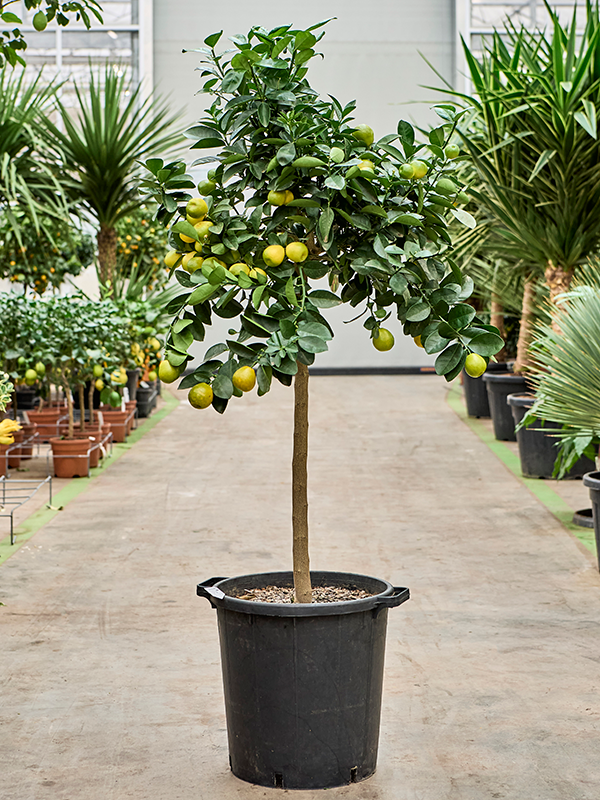 Citrus Kumquat Obovato