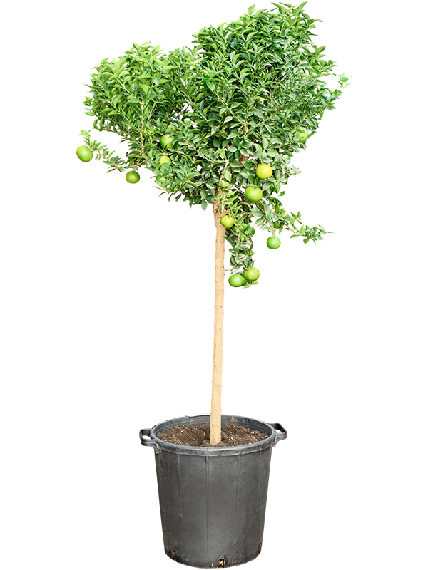 
                  
                    Oranger citrus Sinensis Arancio Sicilien
                  
                