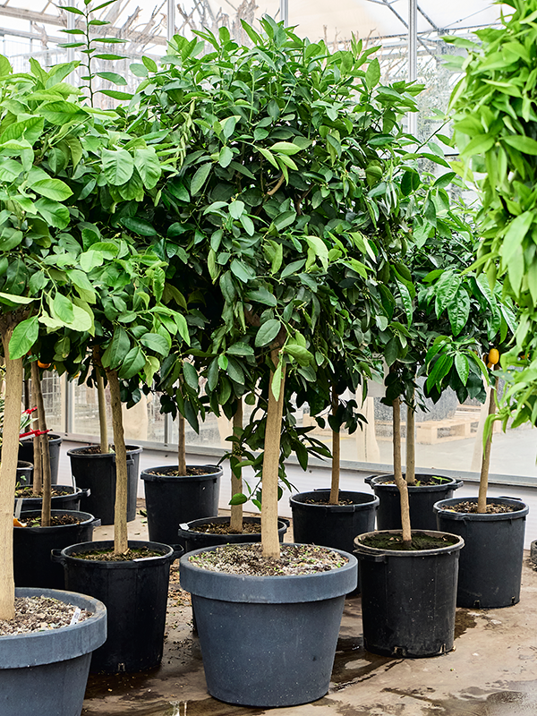 
                  
                    Citronnier Limier Citrus aurantifolia
                  
                