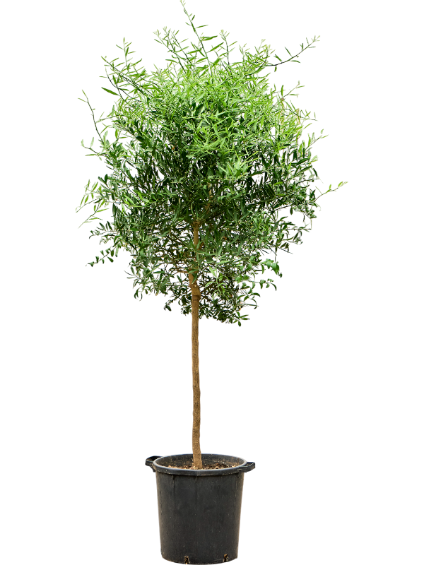 Citrus australasica Deserto
