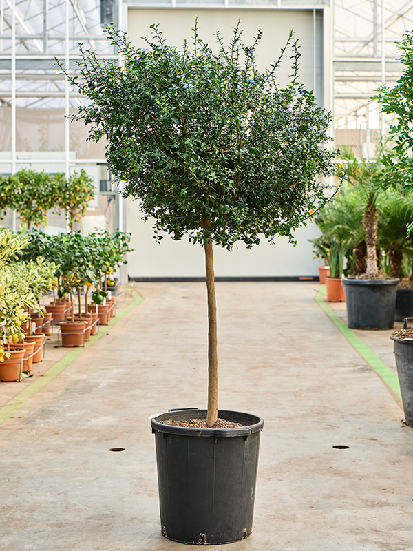 Citrus australasica Red Finger Lime