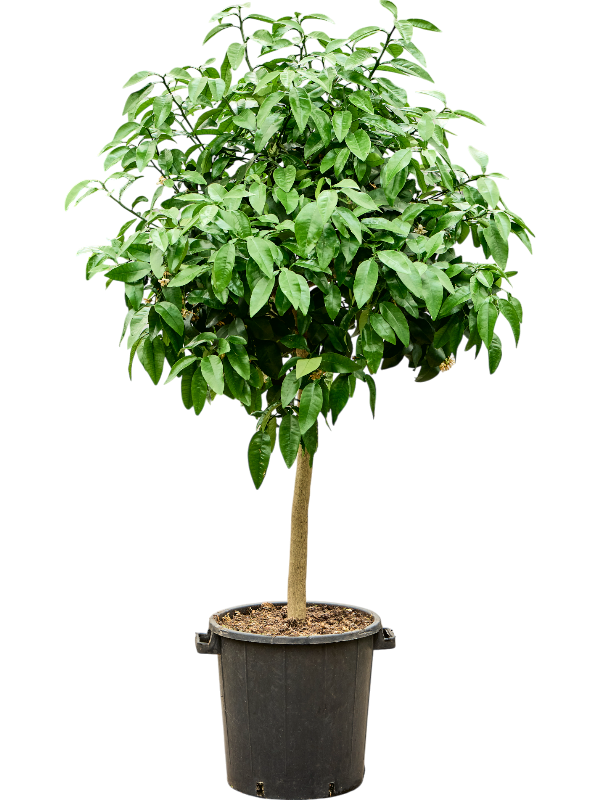 Citrus bergamia oranger bergamote