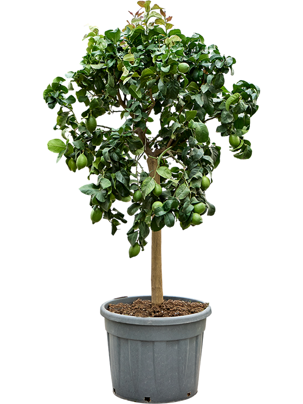 Citrus lemon Carrubaro