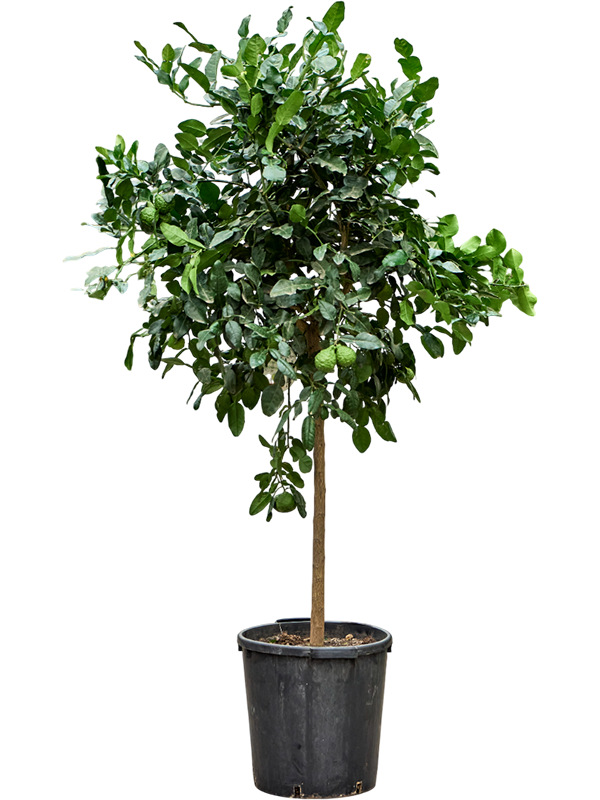 
                  
                    Citrus hystrix Papeda combava.
                  
                