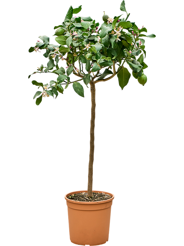 Citrus lemon Carrubaro