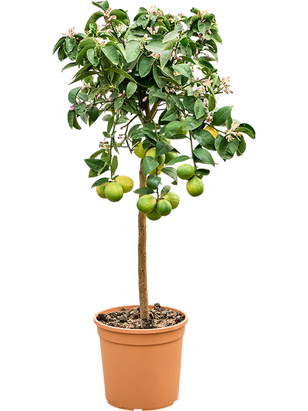Citrus lemon Meyer