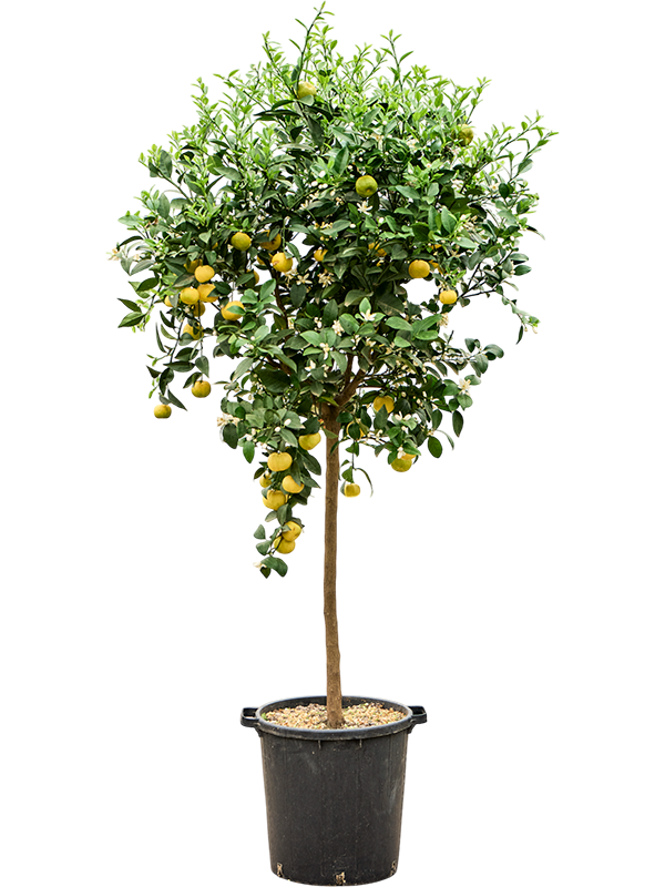 
                  
                    Citrus limetta Pursha
                  
                