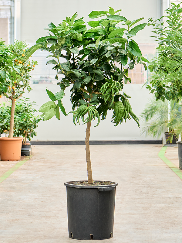 
                  
                    Citrus medica Mano Di Buddha
                  
                