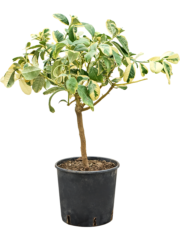 Citrus microcarpa main de boudha Variegata