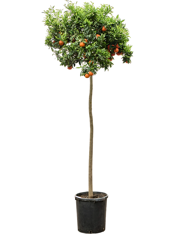 
                  
                    Citrus reticulata Mandarino
                  
                