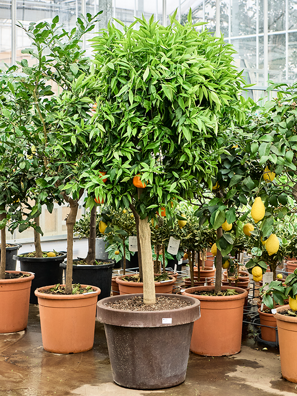 Citrus sinensis Clementina