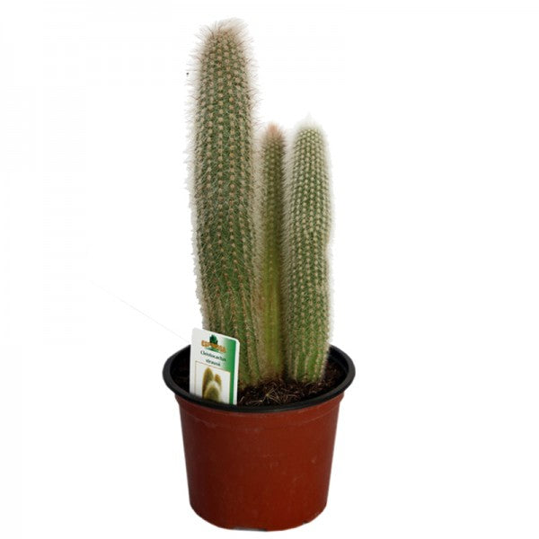 Cleistocactus strausii