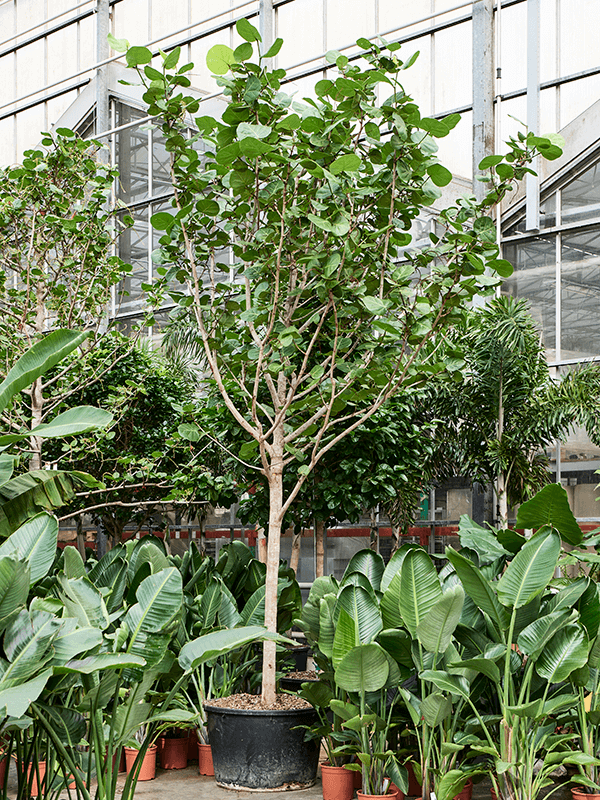 
                  
                    Coccoloba diversifolia
                  
                