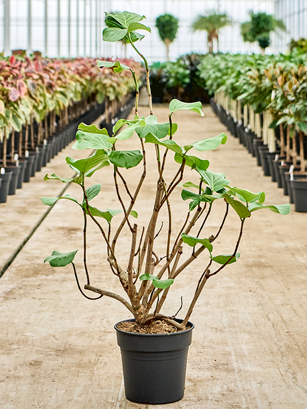 
                  
                    Coccoloba uvifera
                  
                
