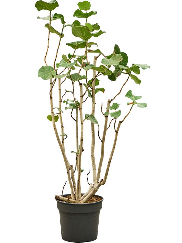 Coccoloba uvifera
