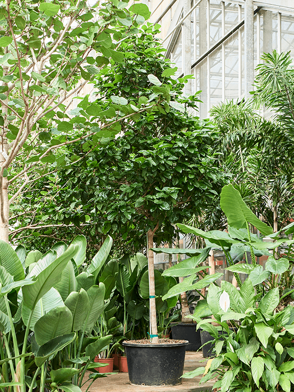 Coccoloba diversifolia