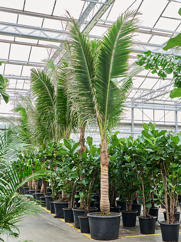 
                  
                    Cocotier coco nucifera
                  
                