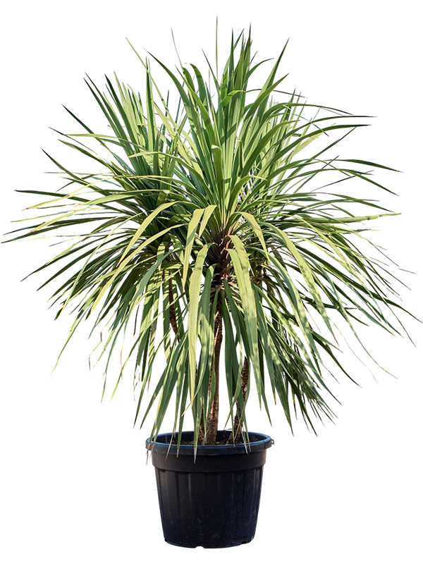 
                  
                    Cordyline australis
                  
                