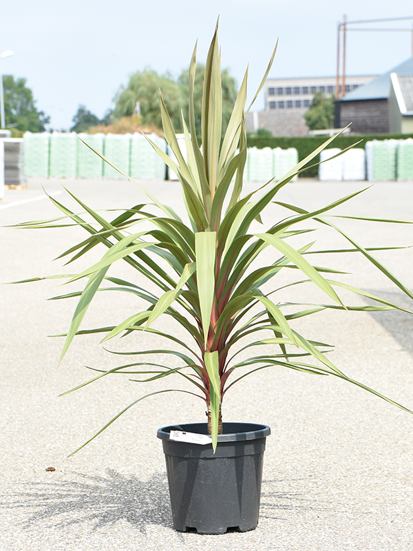 
                  
                    Cordyline australis coeur rouge
                  
                