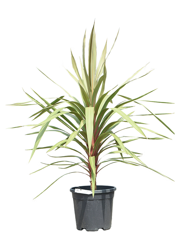 
                  
                    Cordyline australis coeur rouge
                  
                