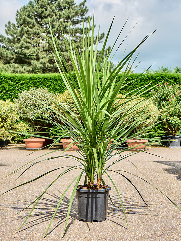 
                  
                    Cordyline australis
                  
                