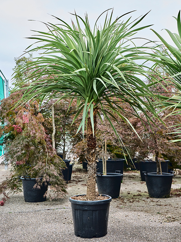 dracaena exterieur Cordyline indivisa
