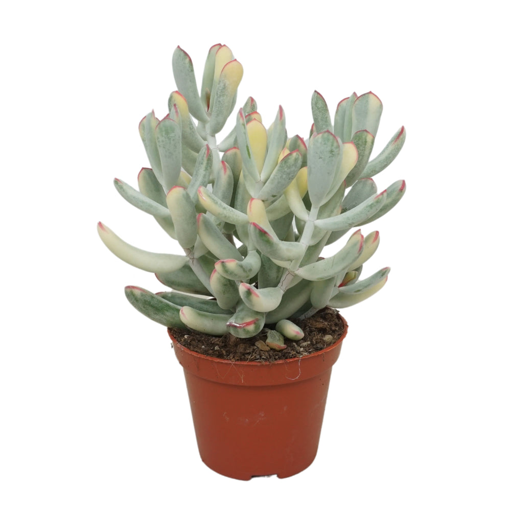 Cotyledon Orbic