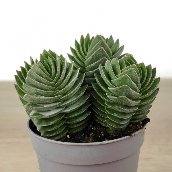 
                  
                    Crassula Buddha's Temple
                  
                