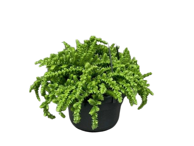 Crassula Licopodioides