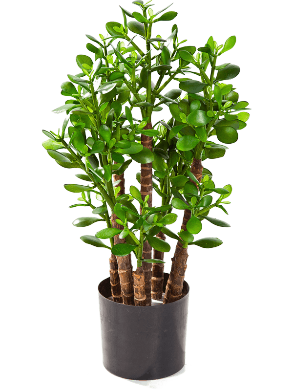 Crassula Ovata Artificiel
