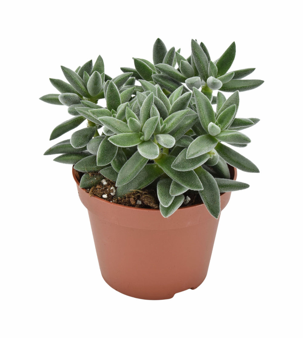 Crassula Tarentula