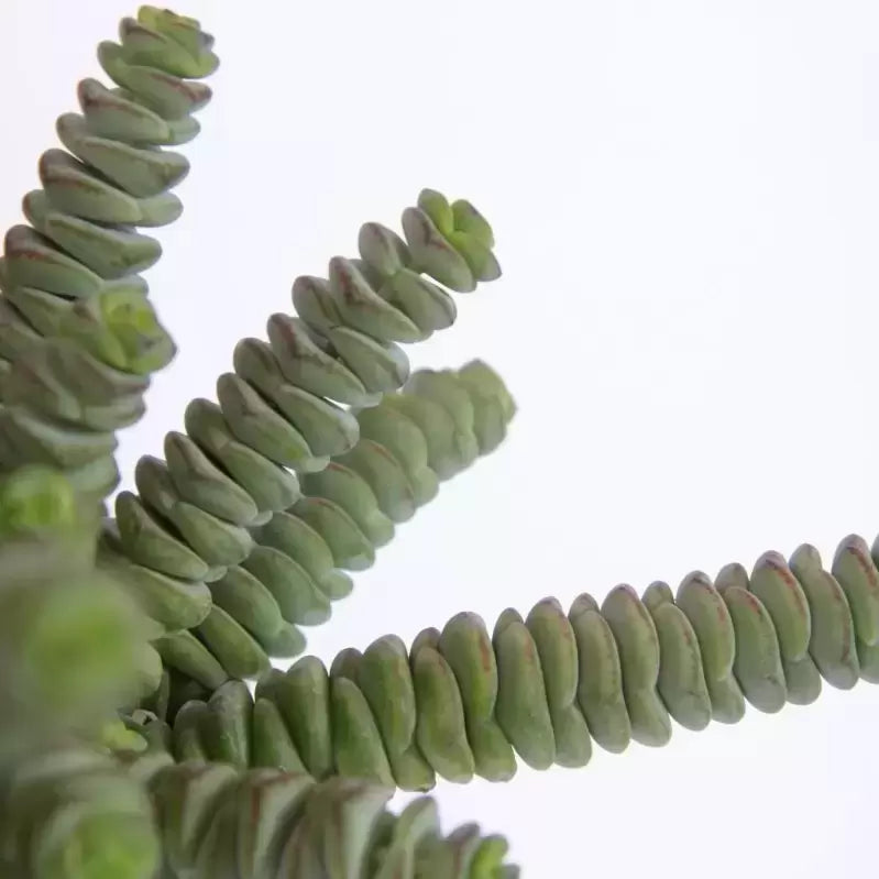 
                  
                    Crassula Hottentot Speci
                  
                