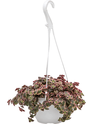 Crassula marginalis