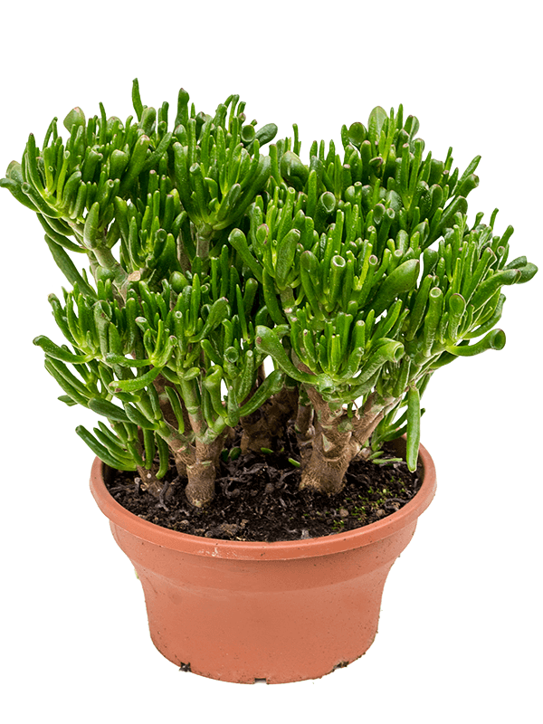 
                  
                    Crassula ovata Hobbit
                  
                