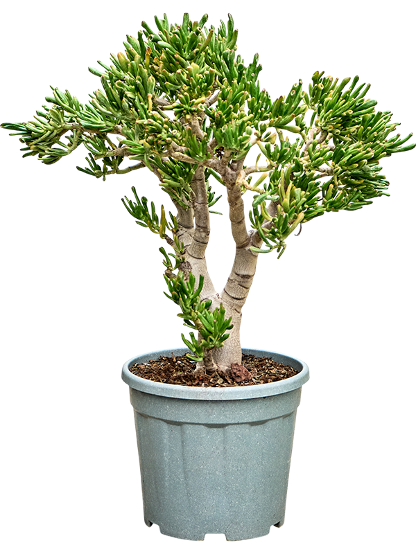 Crassula ovata Hobbit