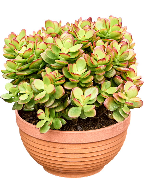 
                  
                    Crassula ovata Minor
                  
                