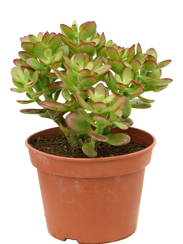 
                  
                    Crassula ovata Minor
                  
                