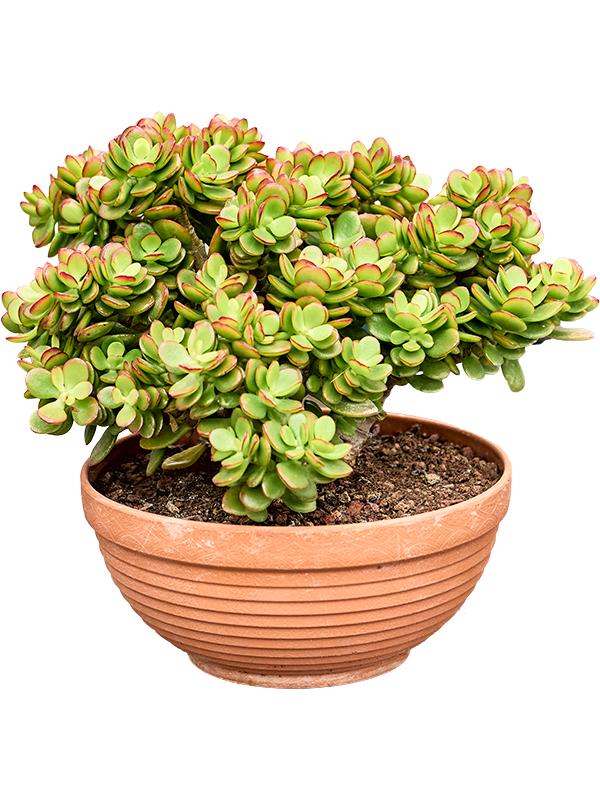 Crassula Portulacea (Arbre De Jade) - Plante Succulente De 30 Cm, Avec Racines, âge Environ 3 Ans