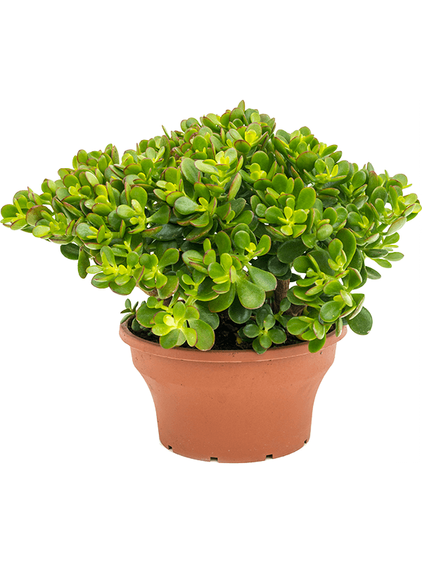 
                  
                    Crassula ovata Minor
                  
                