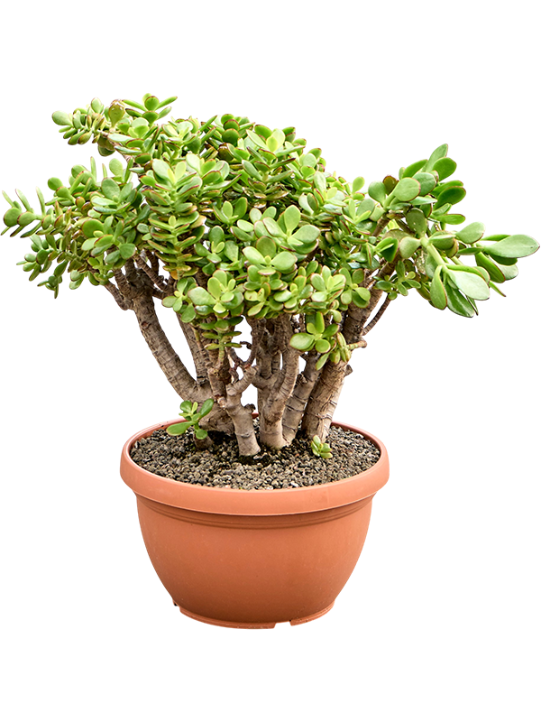 
                  
                    Crassula ovata Minor
                  
                