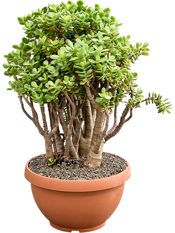 
                  
                    Crassula ovata Minor
                  
                