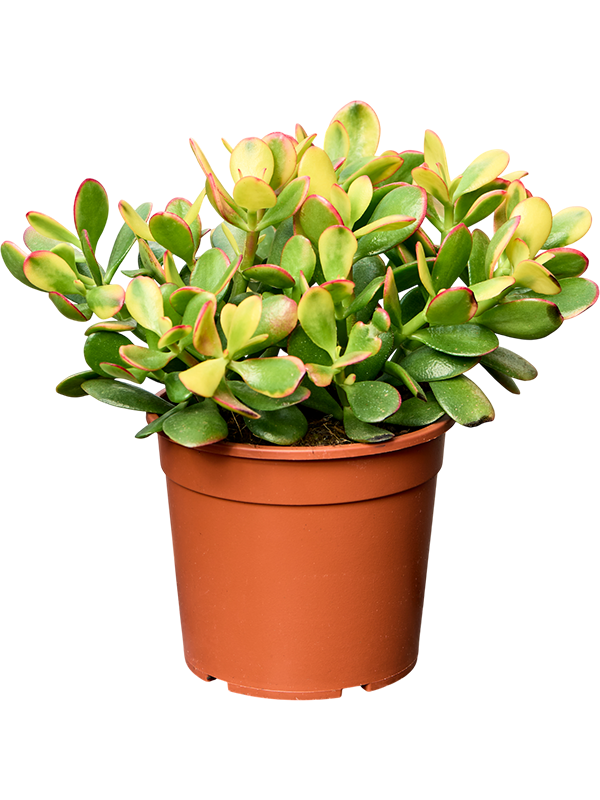 
                  
                    Crassula ovata Sunset
                  
                