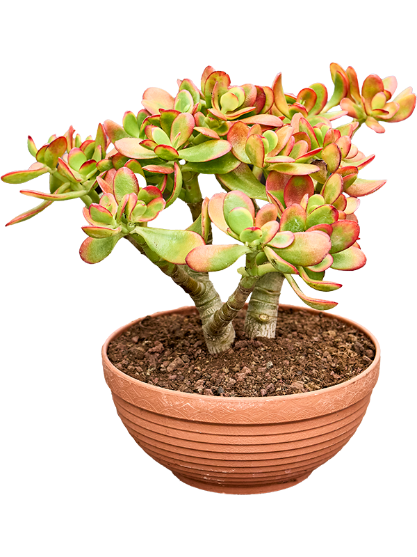 Crassula ovata Sunset