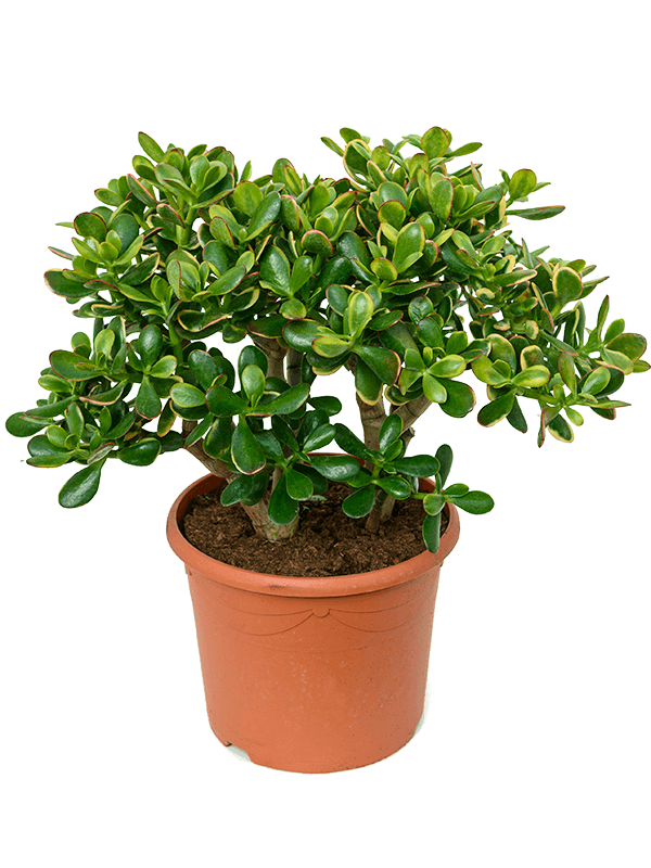 
                  
                    Crassula ovata Sunset
                  
                