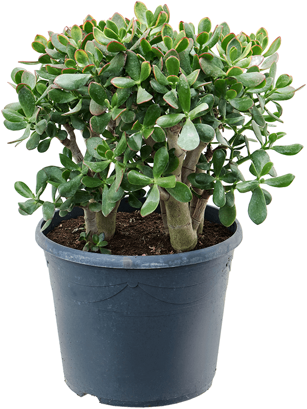 
                  
                    Crassula ovata Sunset
                  
                