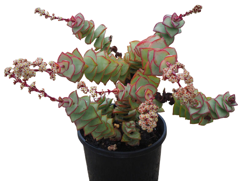 Crassula perforata